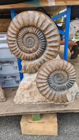 Ammonites remarquables