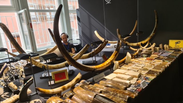 Stand Mammuthus primigenius et ivoire fossile