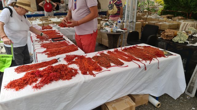 Stand dédié au corail rouge hors méditérranée