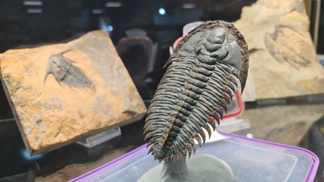 Trilobites d'exception au dégagement complet